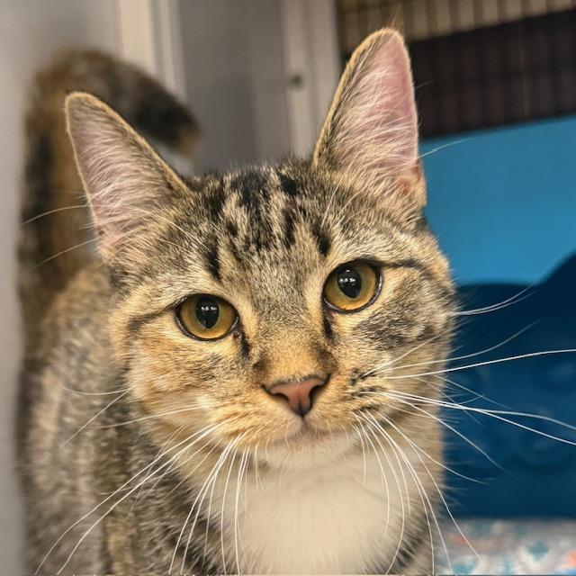 Cookie, Adopted, Young Female Domestic Short Hair.