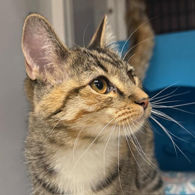 Enlarge Cookie, a Adopted mixed breed in Santa Fe, NM image 2/4