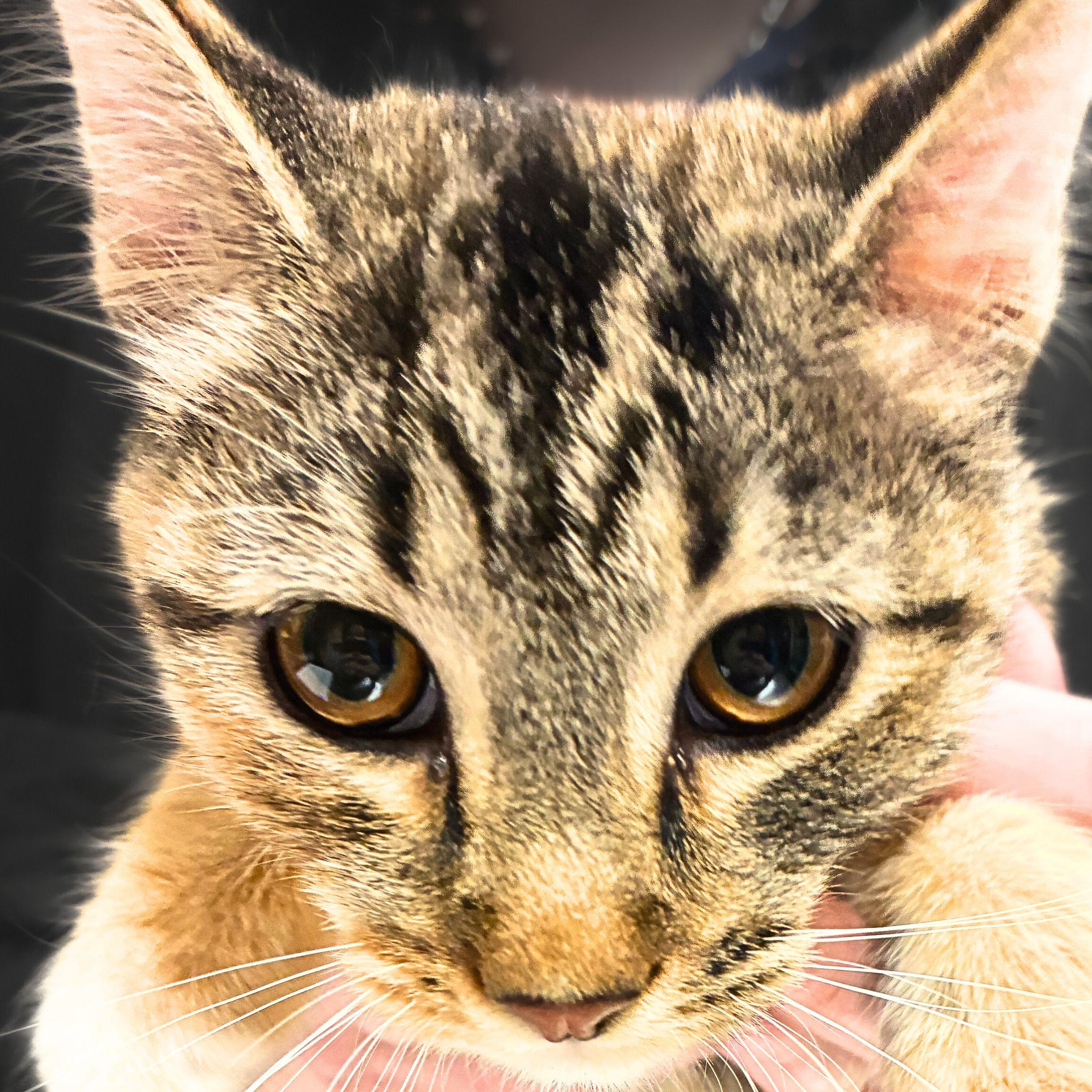 Enlarge Cookie, a Adopted mixed breed in Santa Fe, NM image 3/4