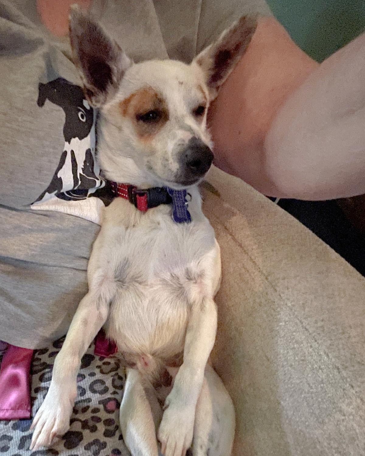 Enlarge Otter, a ADOPTABLE mixed breed in Frisco, TX image 3/4