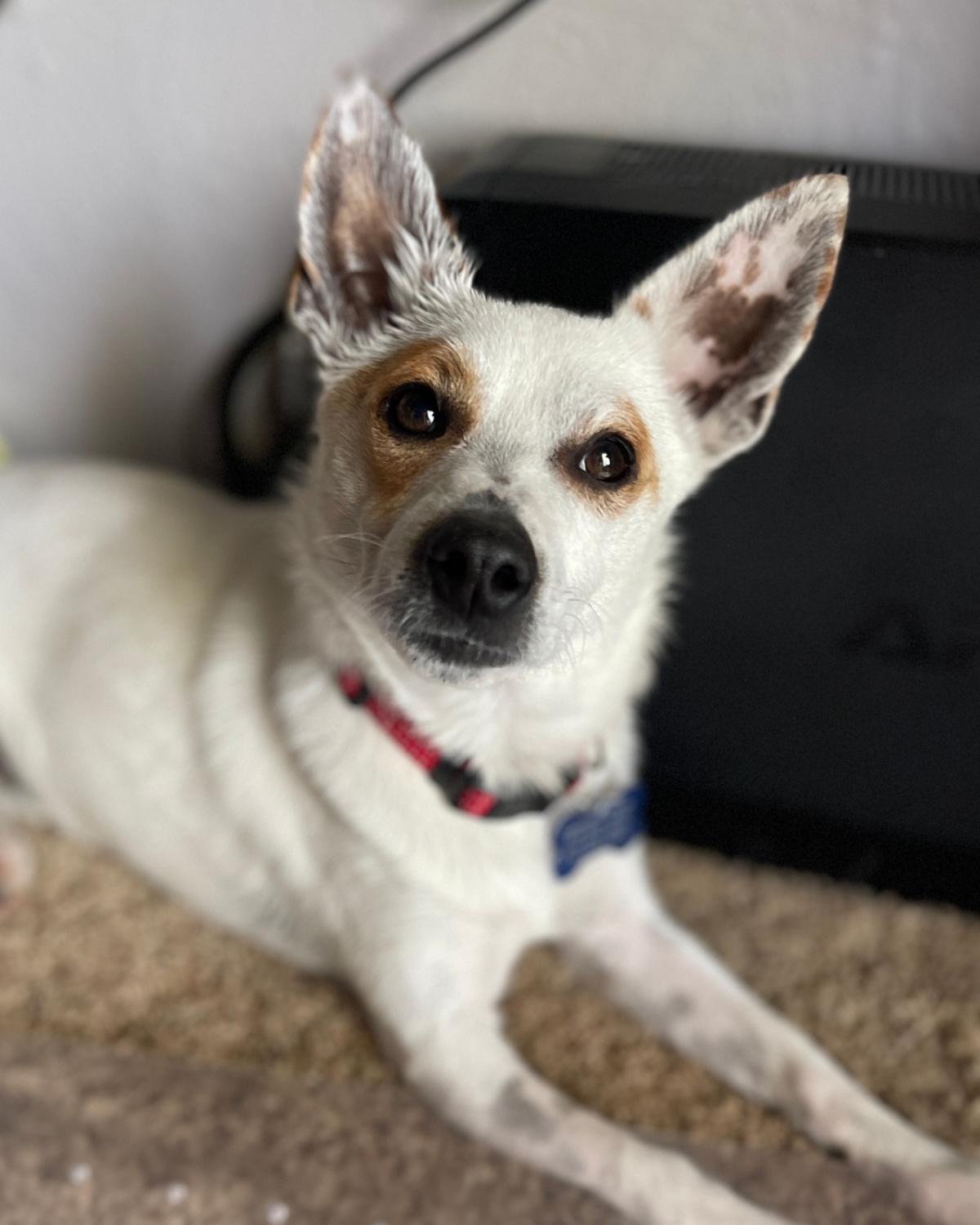 Enlarge Otter, a ADOPTABLE mixed breed in Frisco, TX image 2/4