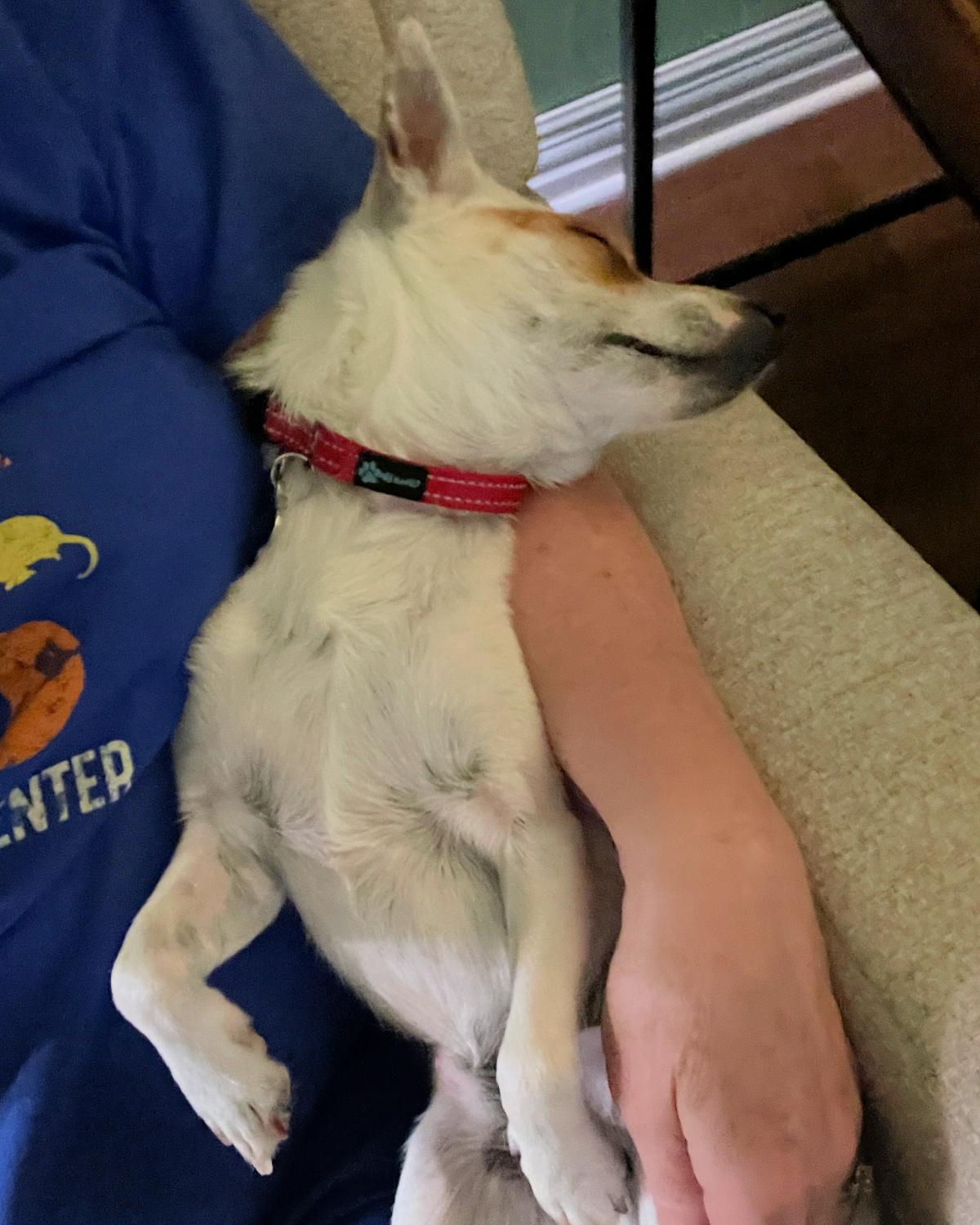 Enlarge Otter, a ADOPTABLE mixed breed in Frisco, TX image 4/4