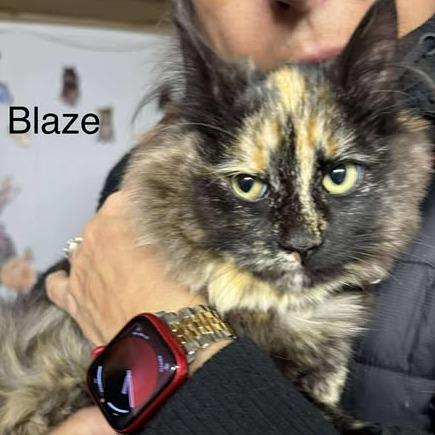 Blaze, Adoptable, Kitten Female Domestic Long Hair.