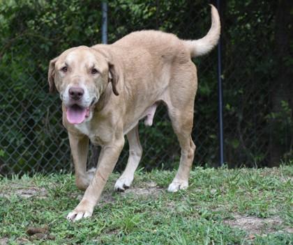 Mick, an adopted mixed breed in Inverness, FL image 2/2
