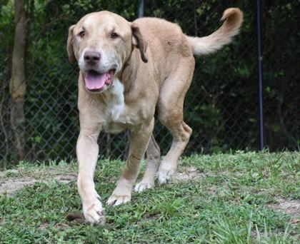 Mick, an adopted mixed breed in Inverness, FL image 1/2