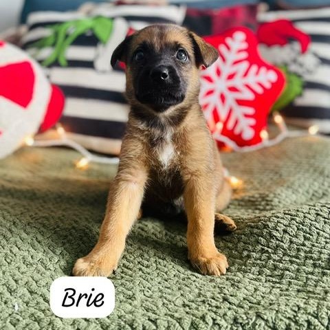 Brie, a Adoptable mixed breed in Brantford, ON image 1/5