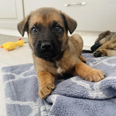 Brie, a Adoptable mixed breed in Brantford, ON image 2/5