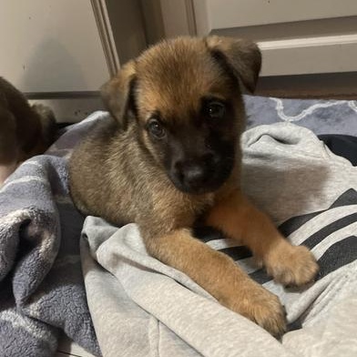 Brie, a Adoptable mixed breed in Brantford, ON image 3/5