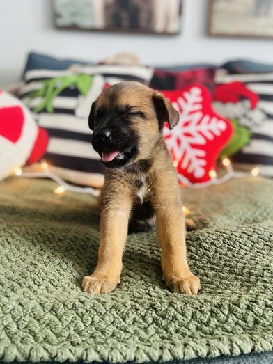 Brie, a Adoptable mixed breed in Brantford, ON image 4/5