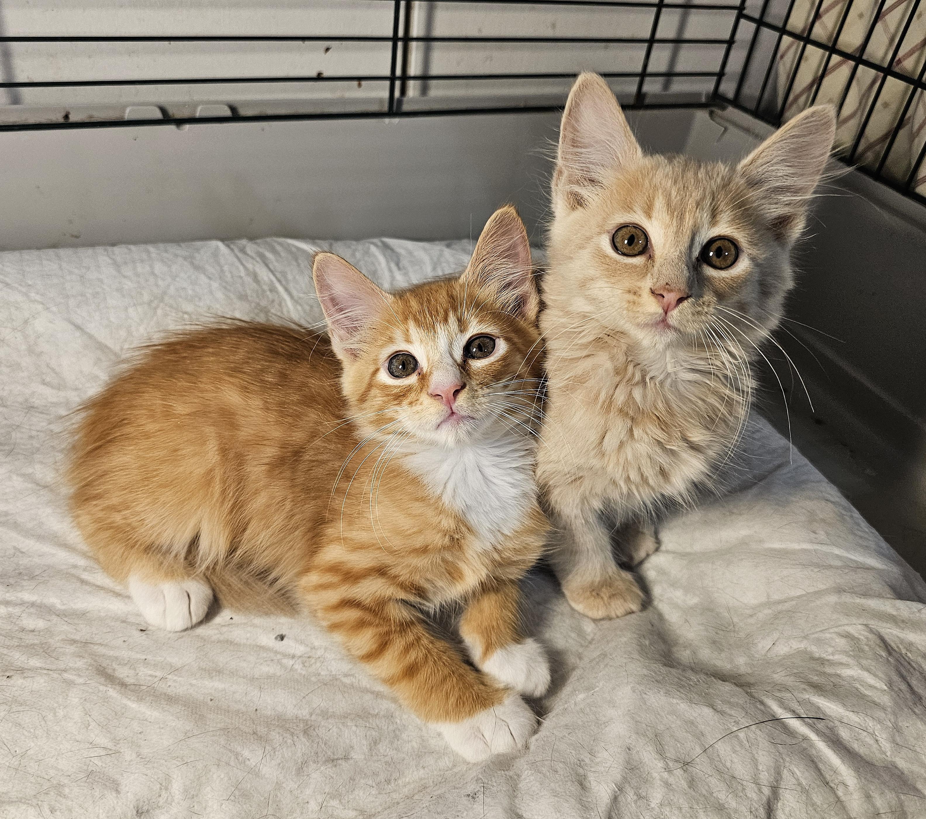 Enlarge Pancake and Waffle, an adopted Domestic Medium Hair in Fairfax, VA image 2/6