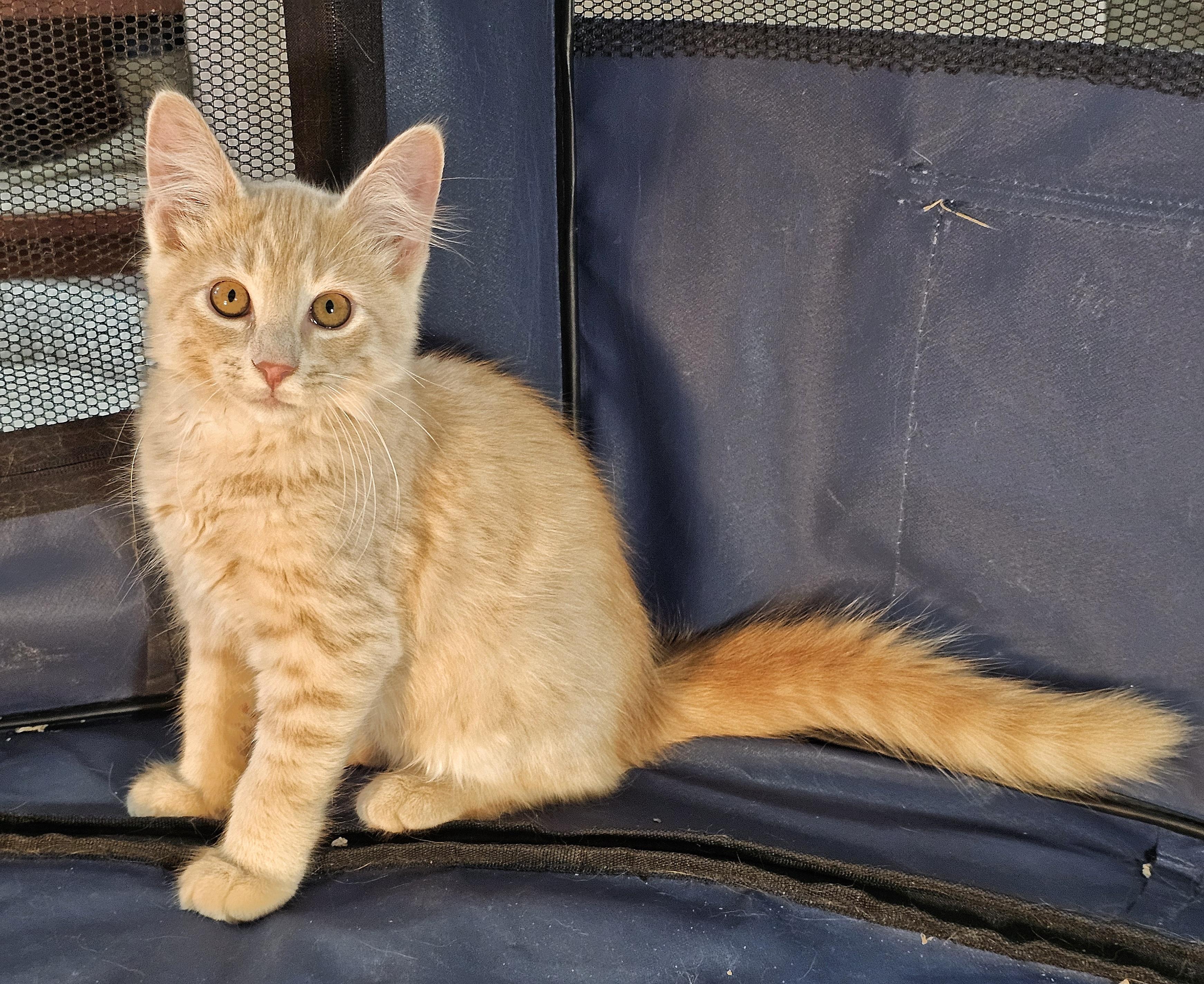 Enlarge Pancake and Waffle, an adopted Domestic Medium Hair in Fairfax, VA image 6/6
