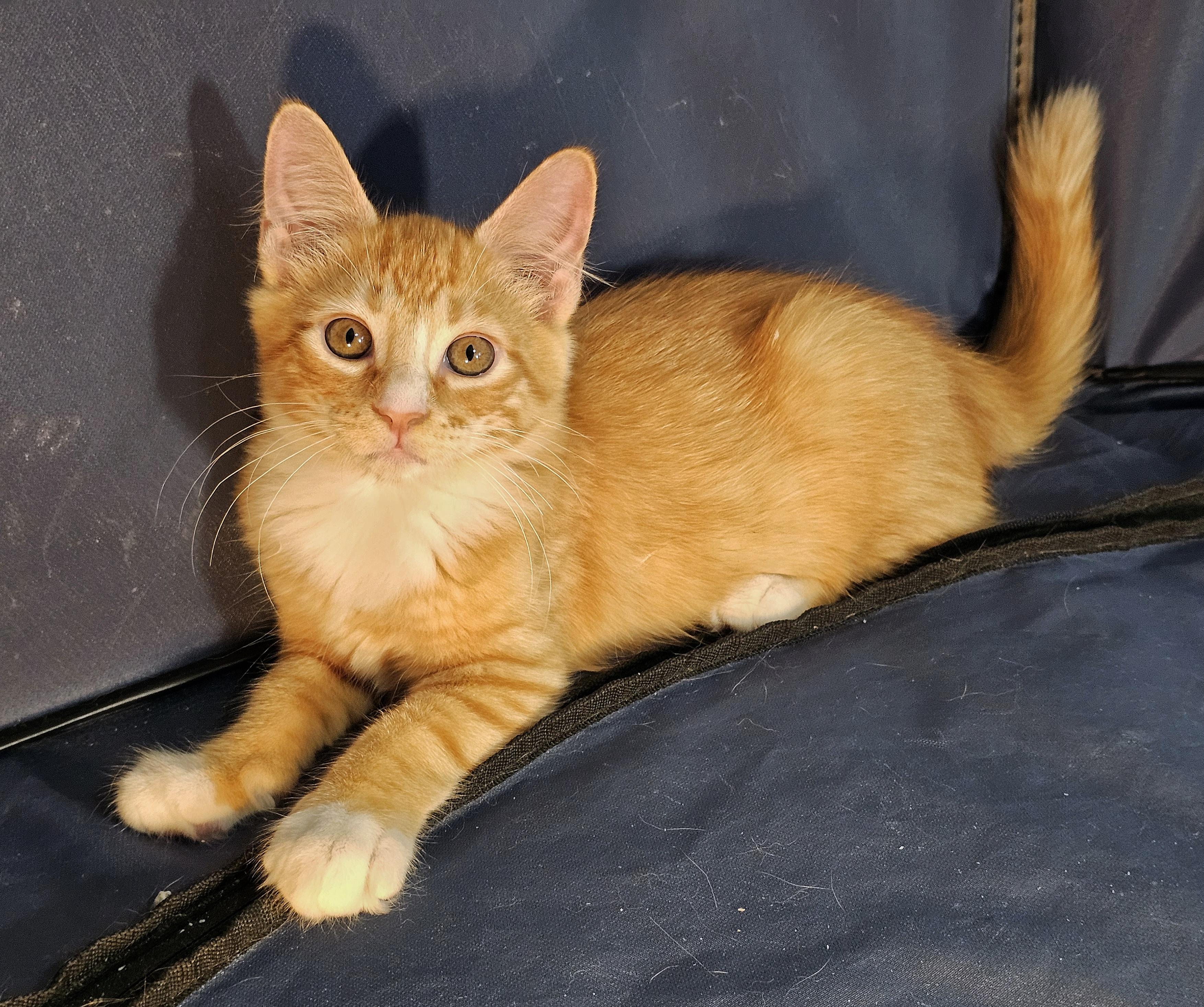 Enlarge Pancake and Waffle, an adopted Domestic Medium Hair in Fairfax, VA image 3/6