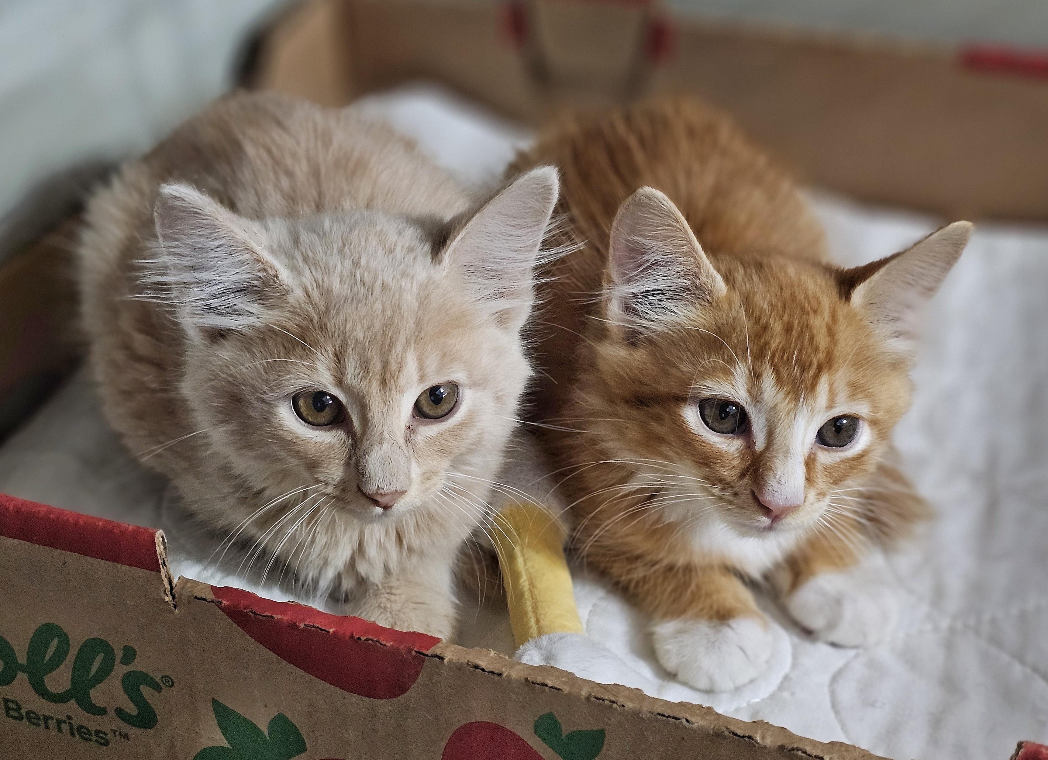 Pancake and Waffle, adopted, Kitten Male Domestic Medium Hair.