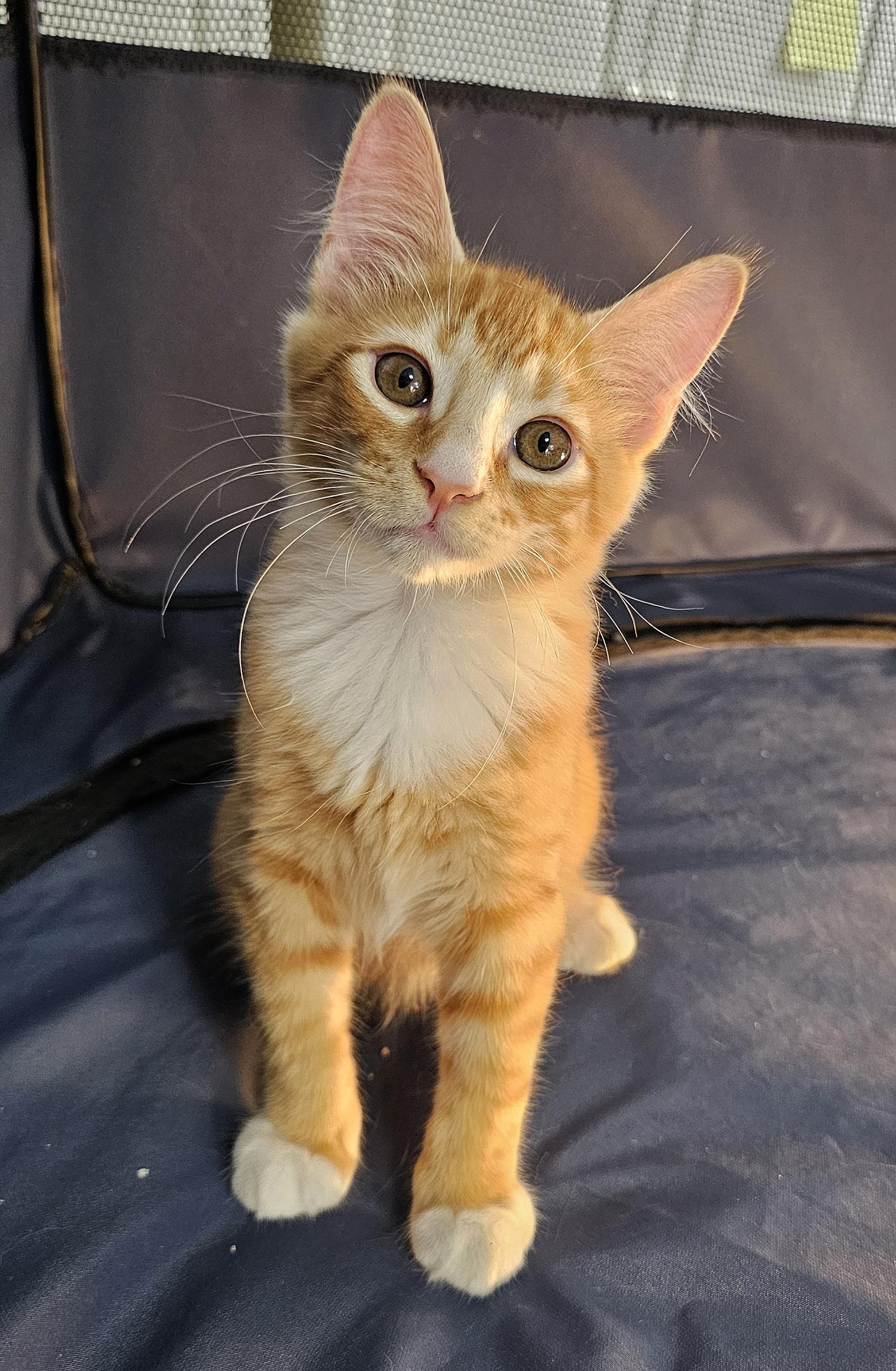 Enlarge Pancake and Waffle, an adopted Domestic Medium Hair in Fairfax, VA image 4/6