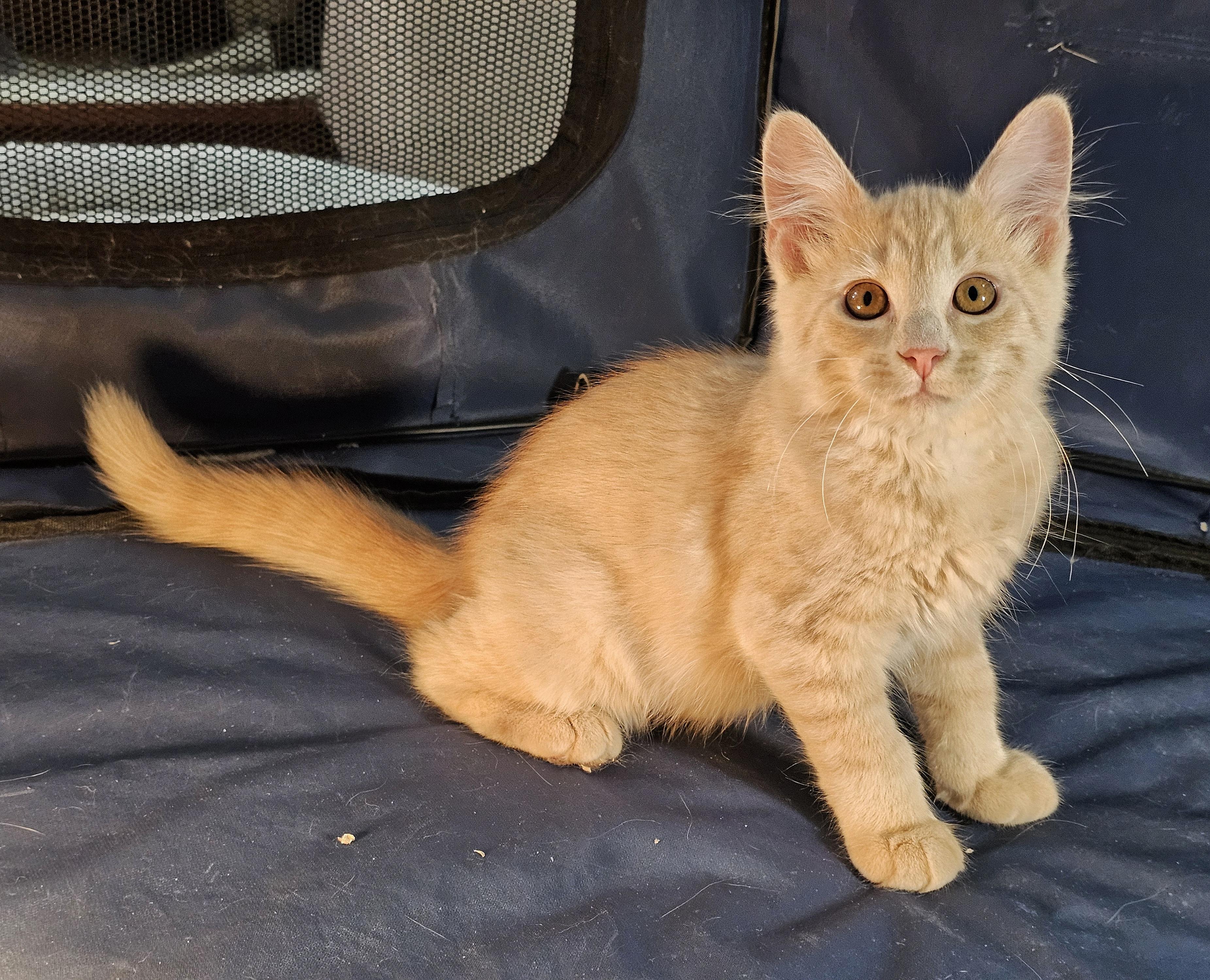 Enlarge Pancake and Waffle, an adopted Domestic Medium Hair in Fairfax, VA image 5/6