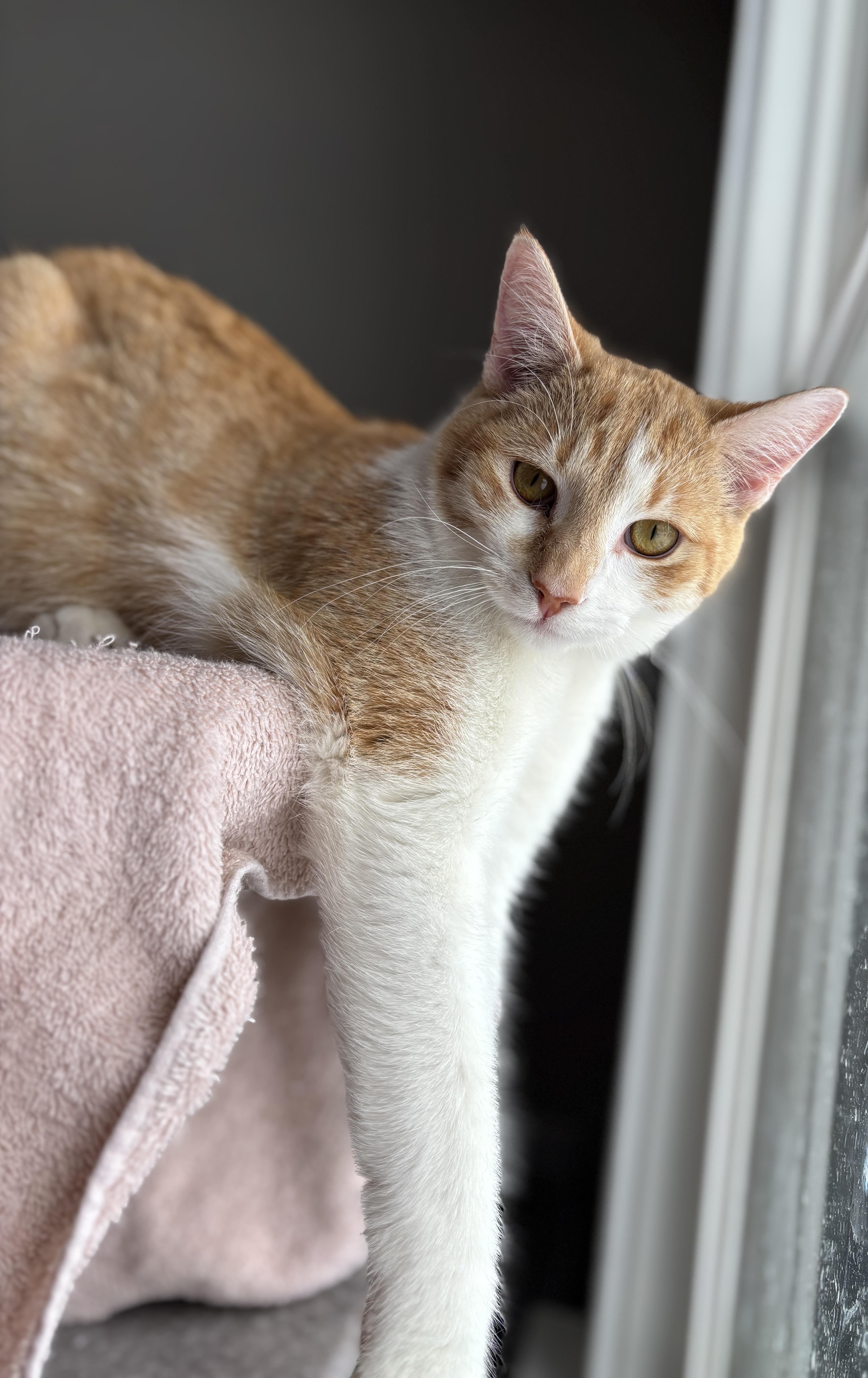 YORKE, a ADOPTABLE Domestic Short Hair in Shakespeare, ON image 1/4