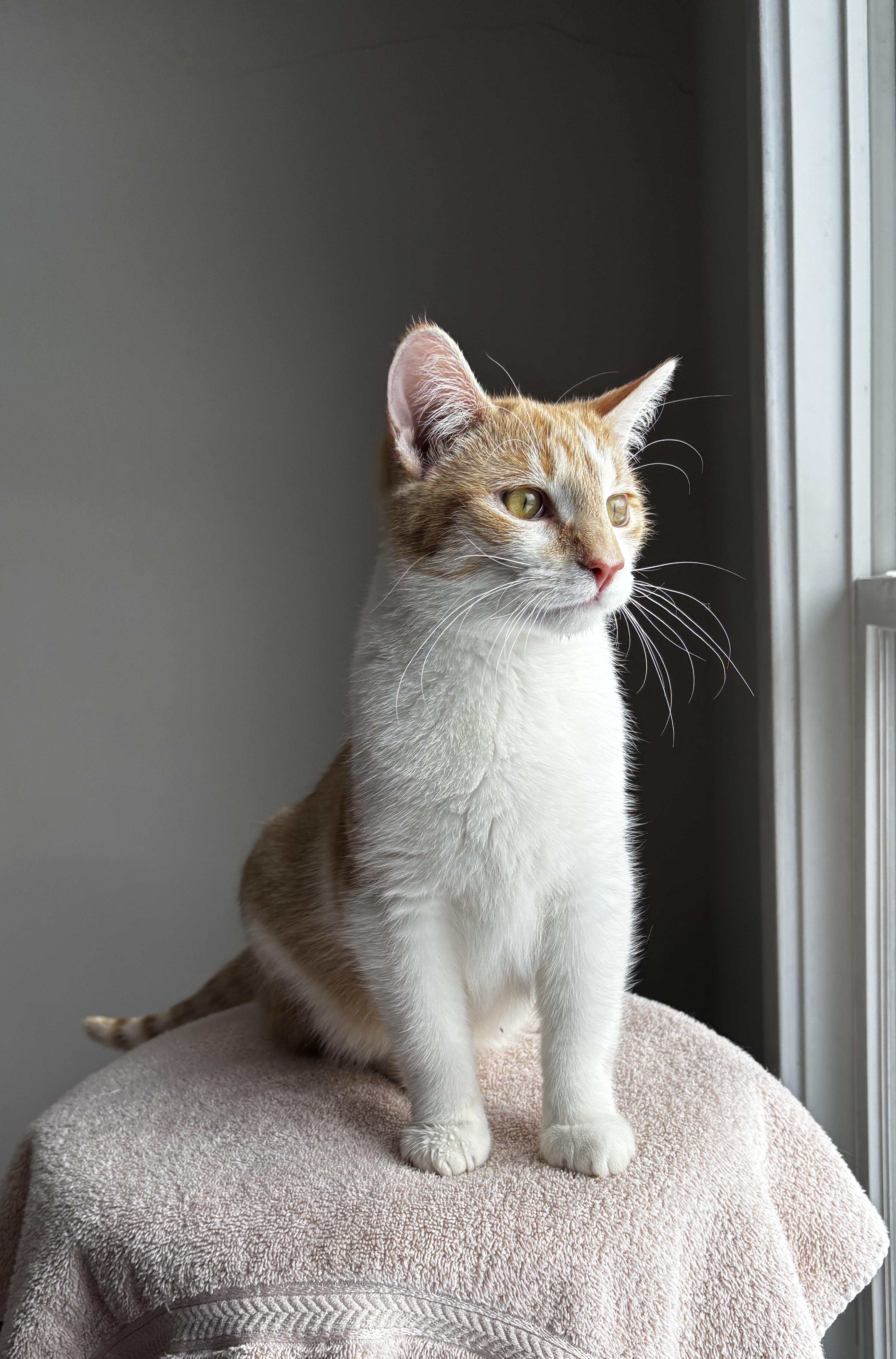 YORKE, a ADOPTABLE Domestic Short Hair in Shakespeare, ON image 2/4