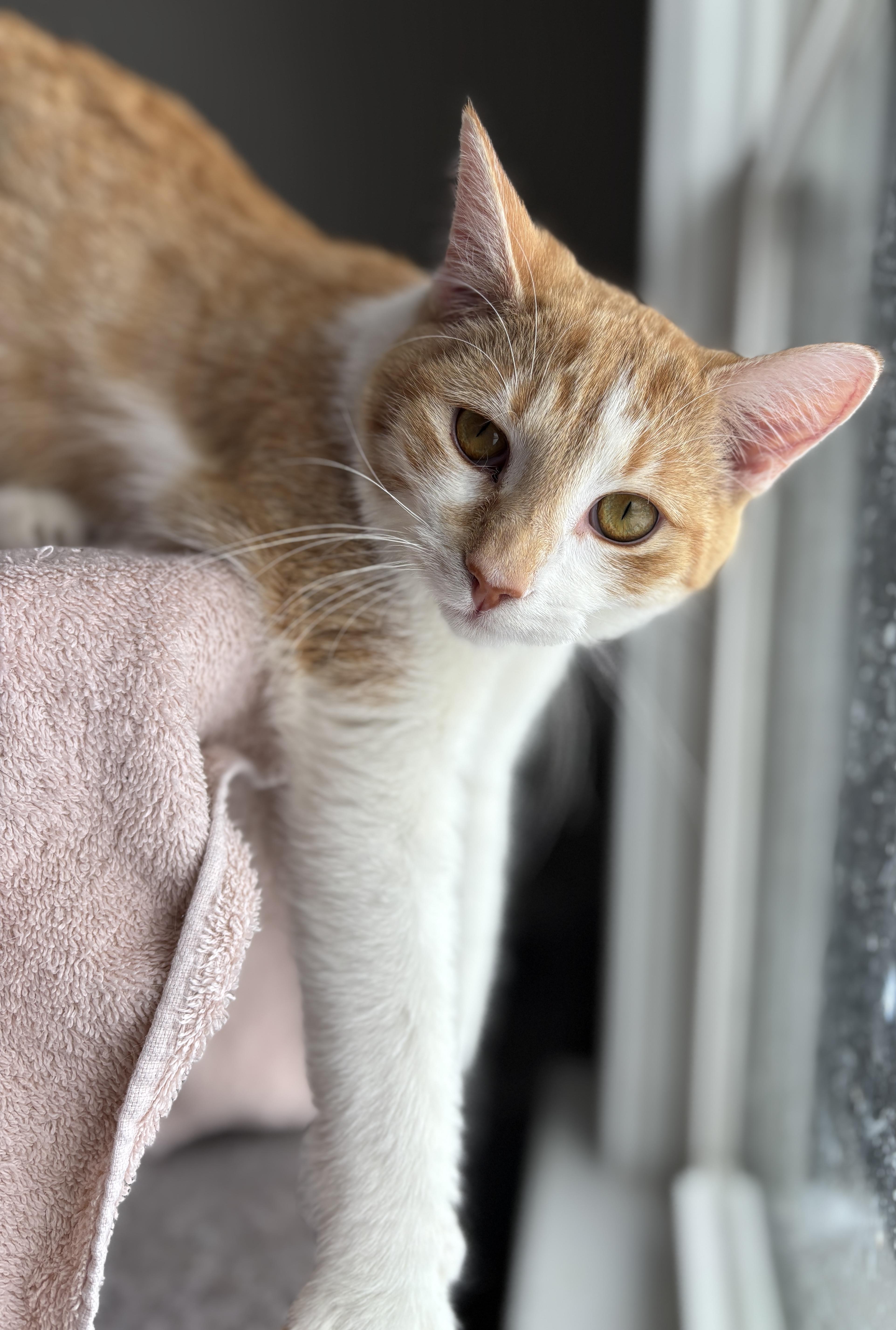 YORKE, a ADOPTABLE Domestic Short Hair in Shakespeare, ON image 3/4