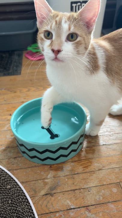 Enlarge YORKE, a ADOPTABLE Domestic Short Hair in Shakespeare, ON video 4/4