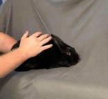 Enlarge Sterling, a Adoptable Rex in McCook, NE image 2/3