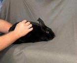 Sterling, Adoptable, Adult Male Rex.