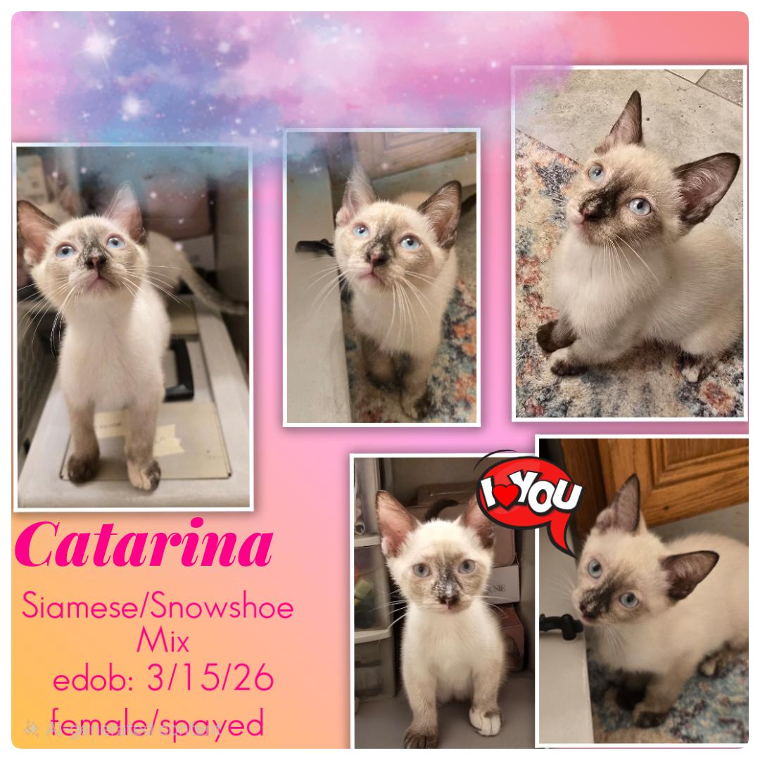 Enlarge Catarina BL14561-T LOCAL Adoption Event in Bellingham 7/25, an adopted mixed breed in Bellingham, WA image 2/6