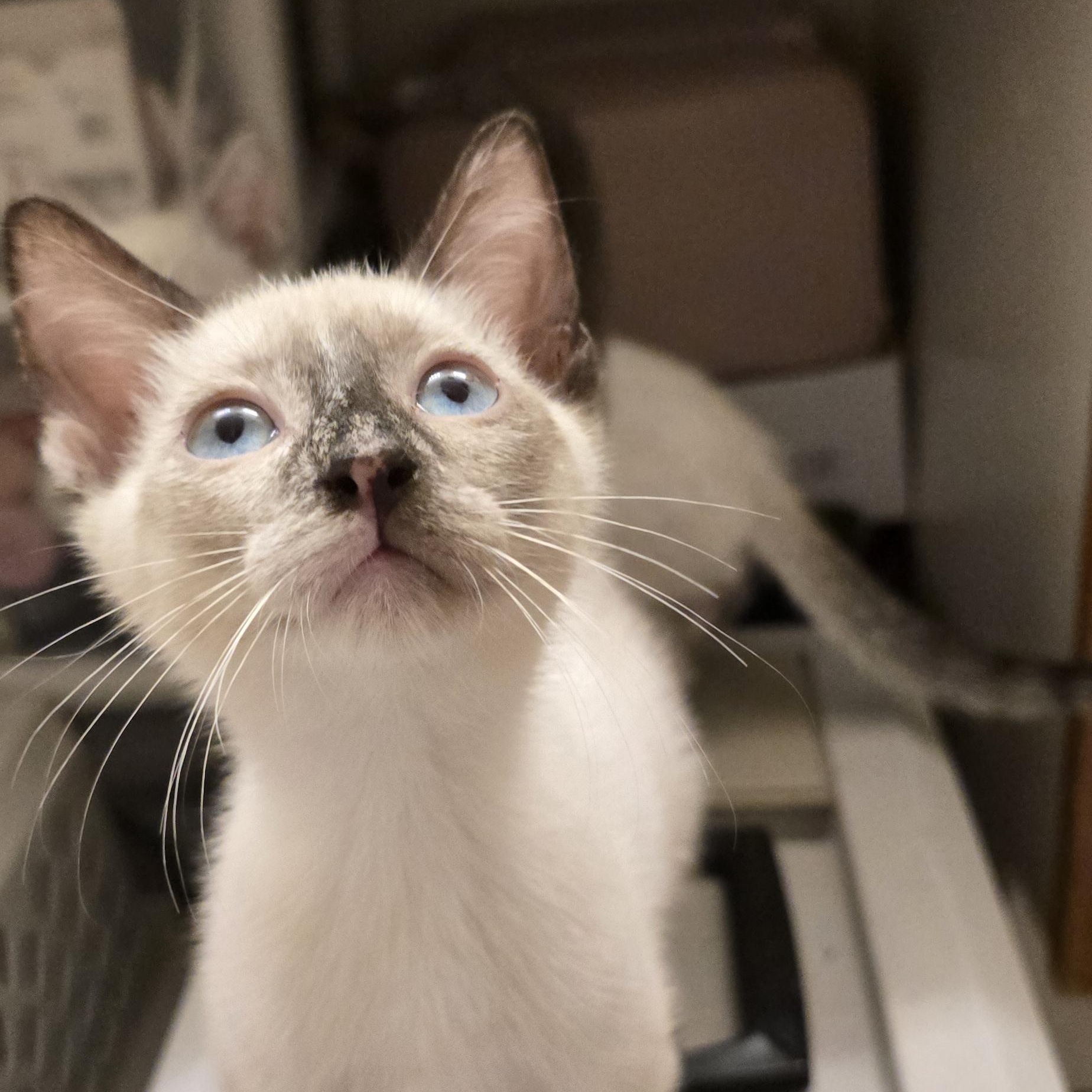 Enlarge Catarina BL14561-T LOCAL Adoption Event in Bellingham 7/25, an adopted mixed breed in Bellingham, WA image 4/6