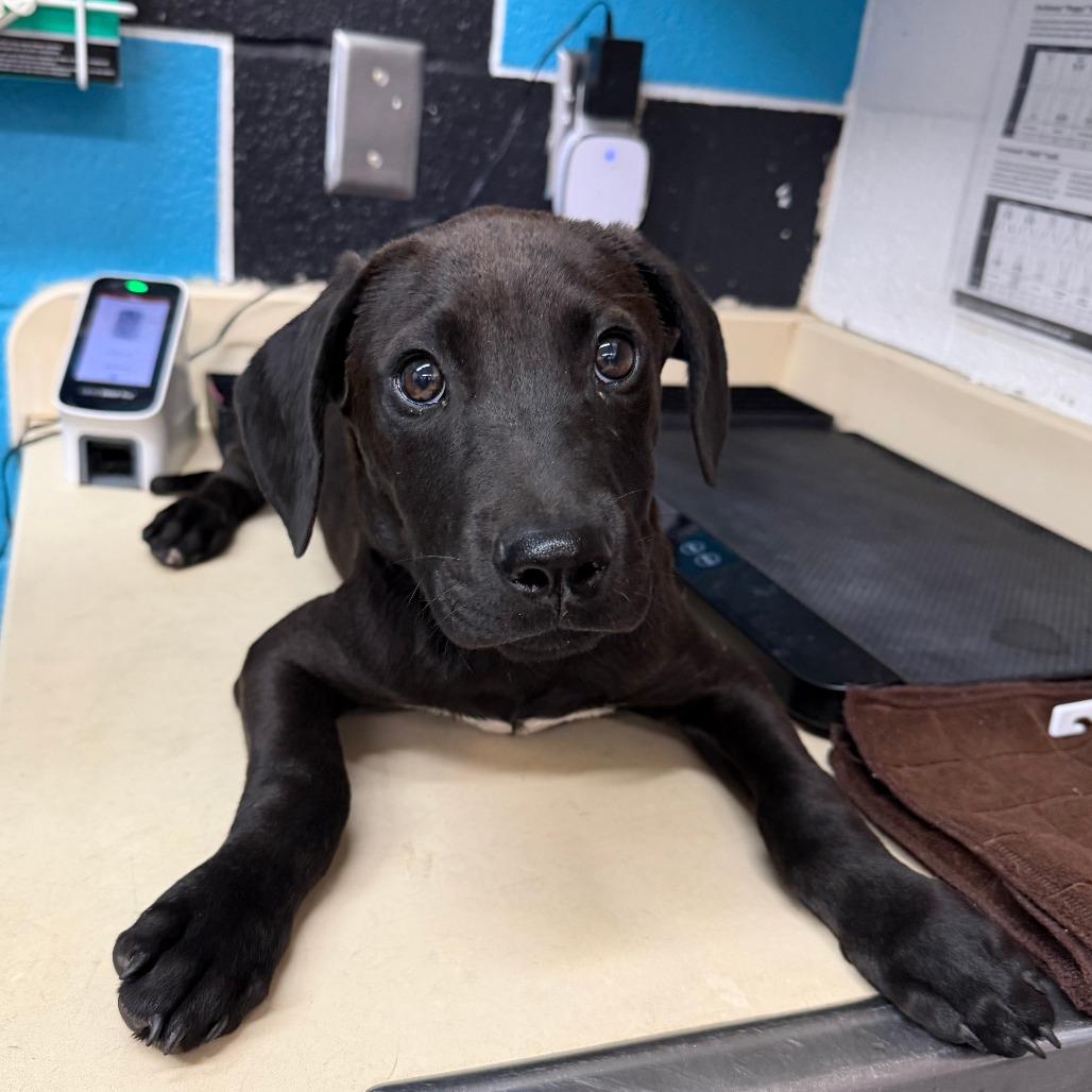 Jack, Adoptable, Young Male Pit Bull Terrier & Mixed Breed.