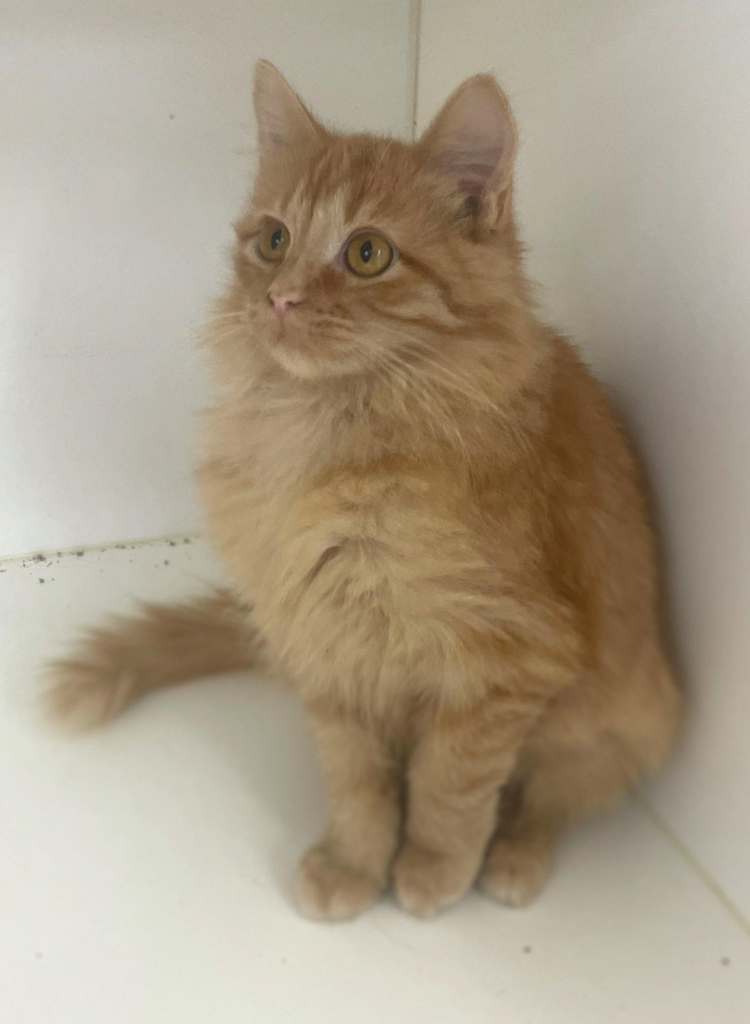 Enlarge Dots, a Adoptable Domestic Medium Hair in Neillsville, WI image 4/6