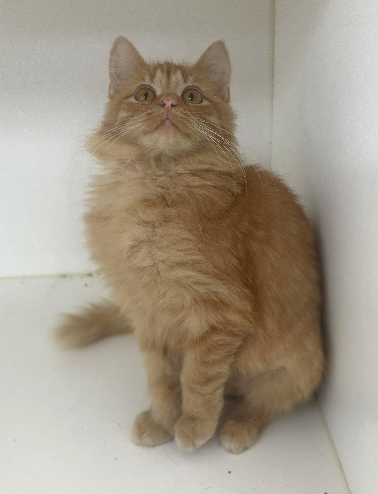 Enlarge Dots, a Adoptable Domestic Medium Hair in Neillsville, WI image 6/6