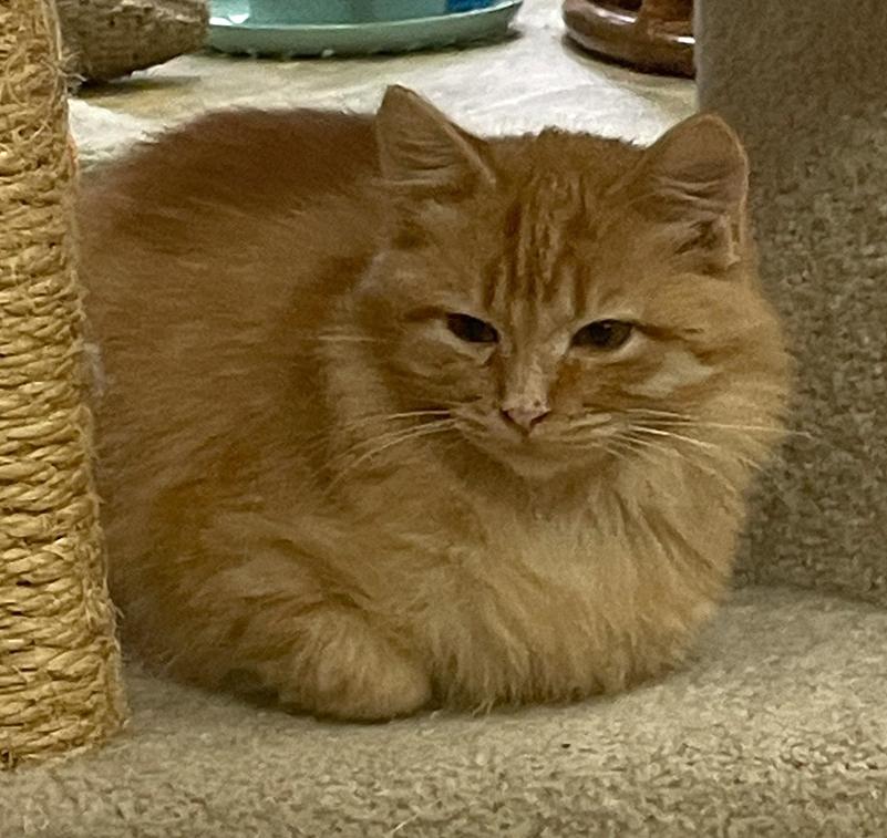 Enlarge Dots, a Adoptable Domestic Medium Hair in Neillsville, WI image 5/6