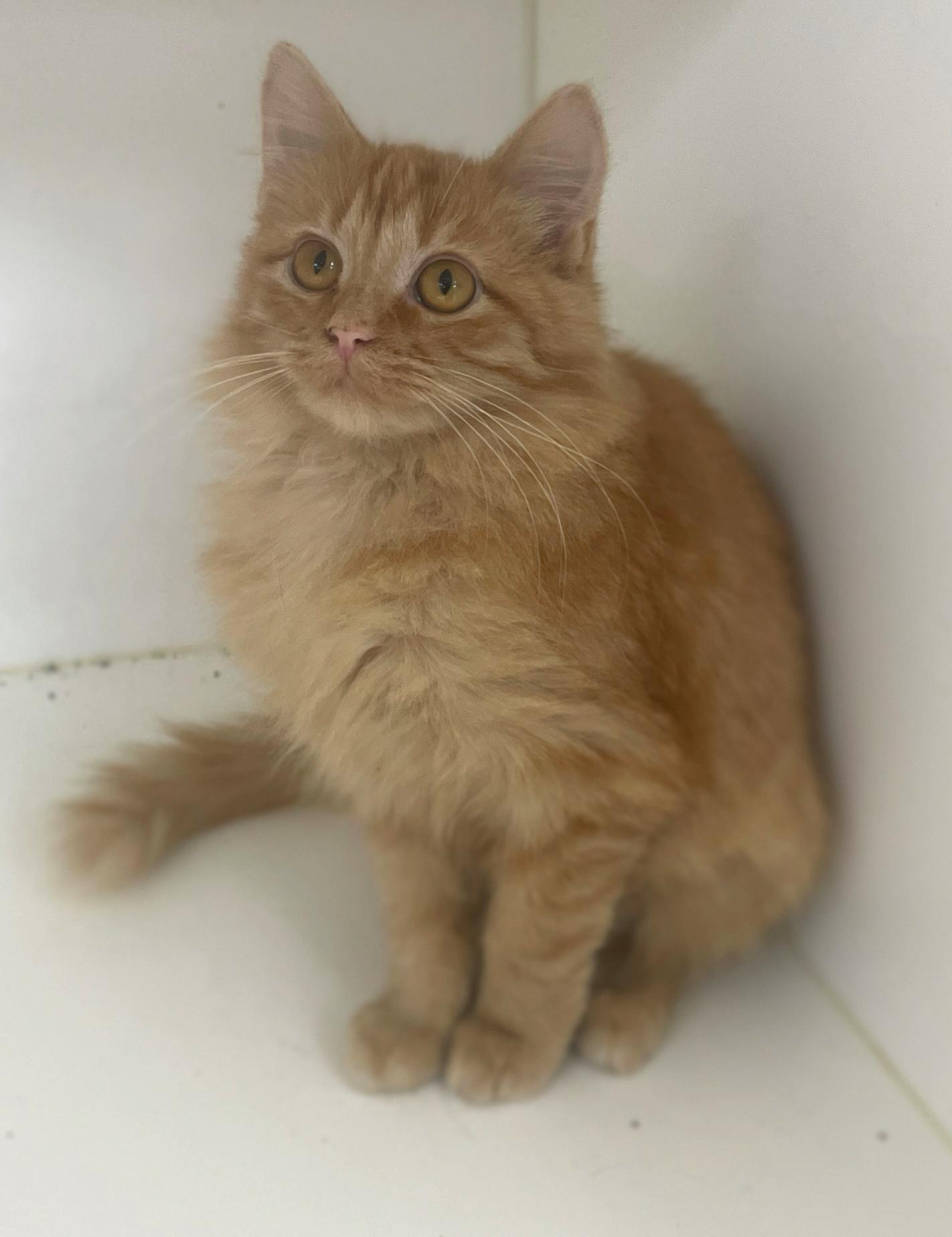 Enlarge Dots, a Adoptable Domestic Medium Hair in Neillsville, WI image 2/6