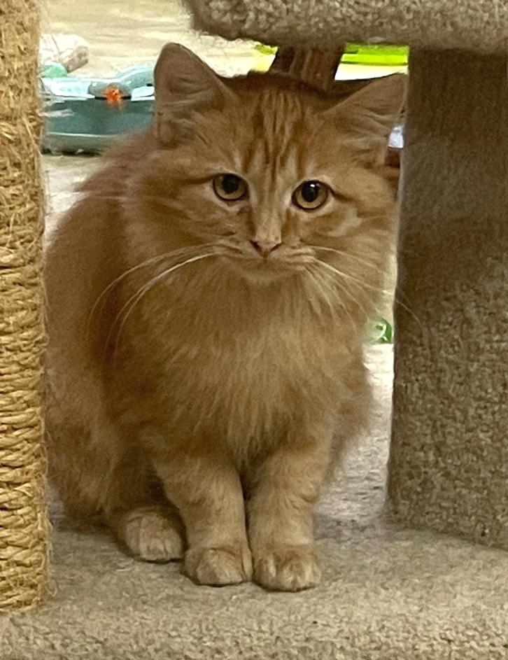 Enlarge Dots, a Adoptable Domestic Medium Hair in Neillsville, WI image 3/6