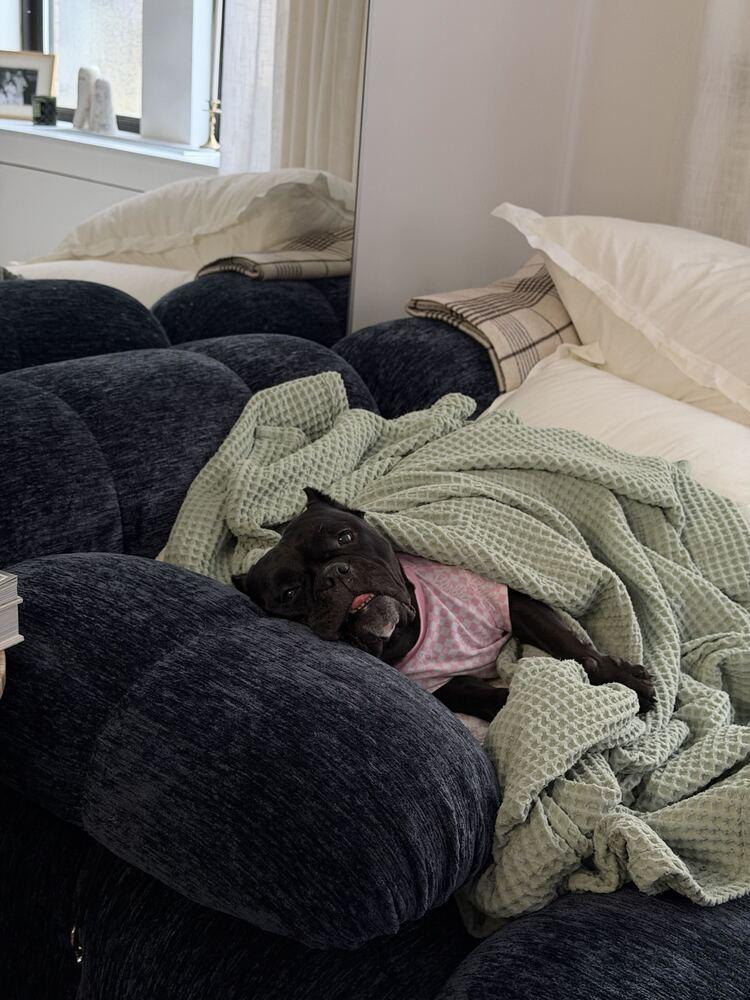Edith Lynn, Adoptable, Senior Female Mixed Breed.