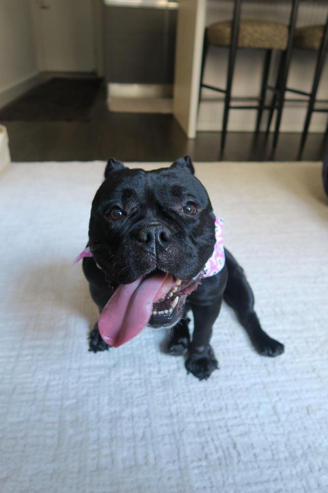 Enlarge Edith Lynn, a Adoptable mixed breed in New York, NY image 2/5