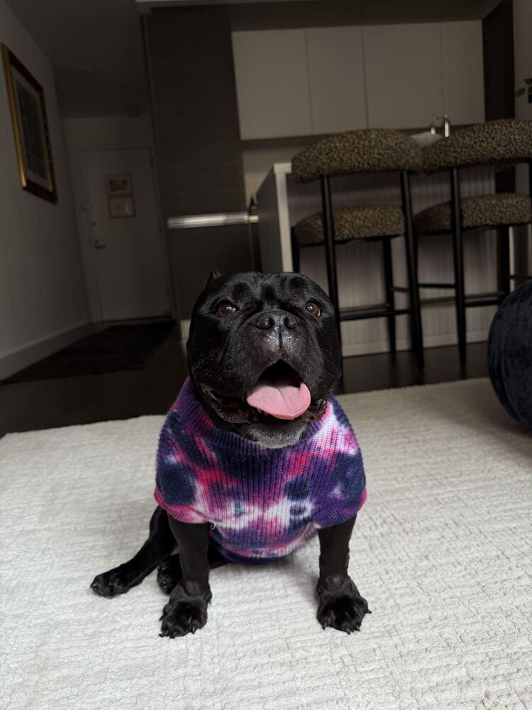 Enlarge Edith Lynn, a Adoptable mixed breed in New York, NY image 4/5