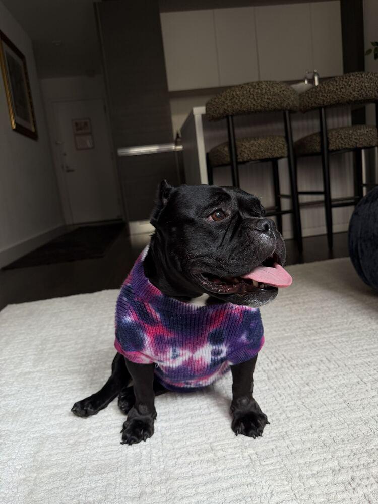 Enlarge Edith Lynn, a Adoptable mixed breed in New York, NY image 5/5