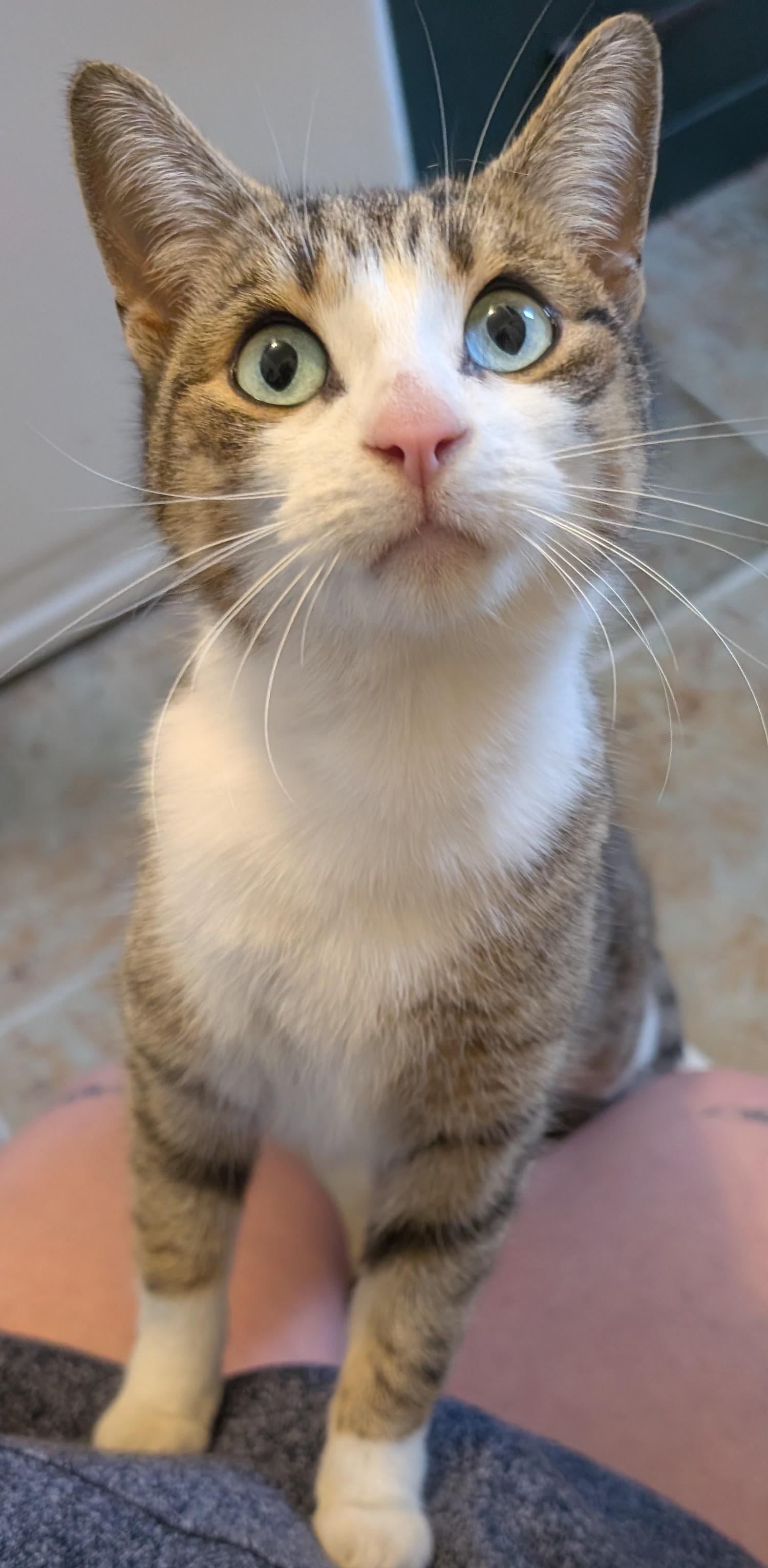 Minnow, ADOPTABLE, Adult Female Tabby.