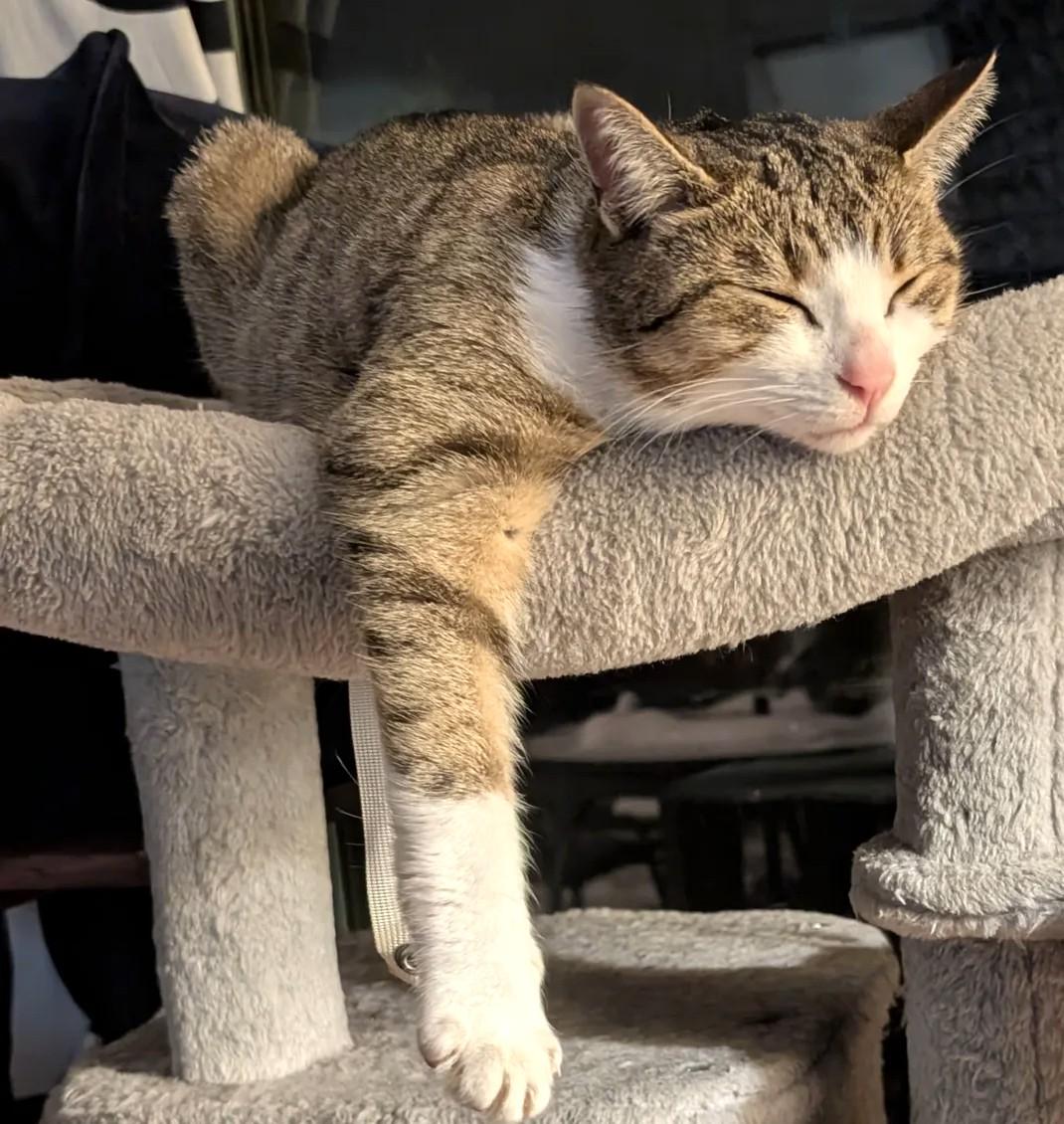 Enlarge Minnow, a ADOPTABLE Tabby in Stoney Creek, ON image 4/5