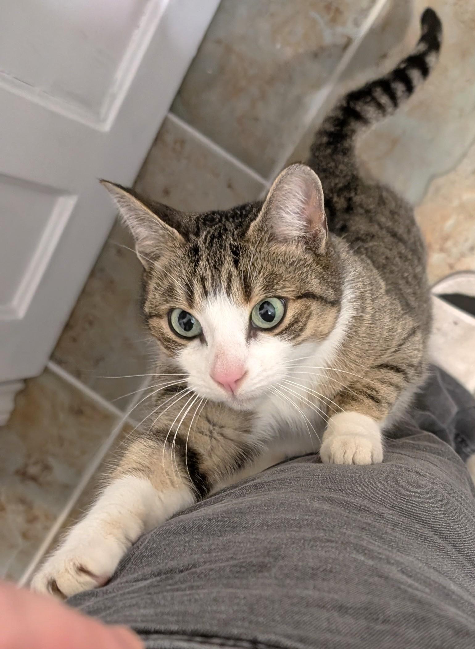 Enlarge Minnow, a ADOPTABLE Tabby in Stoney Creek, ON image 3/5