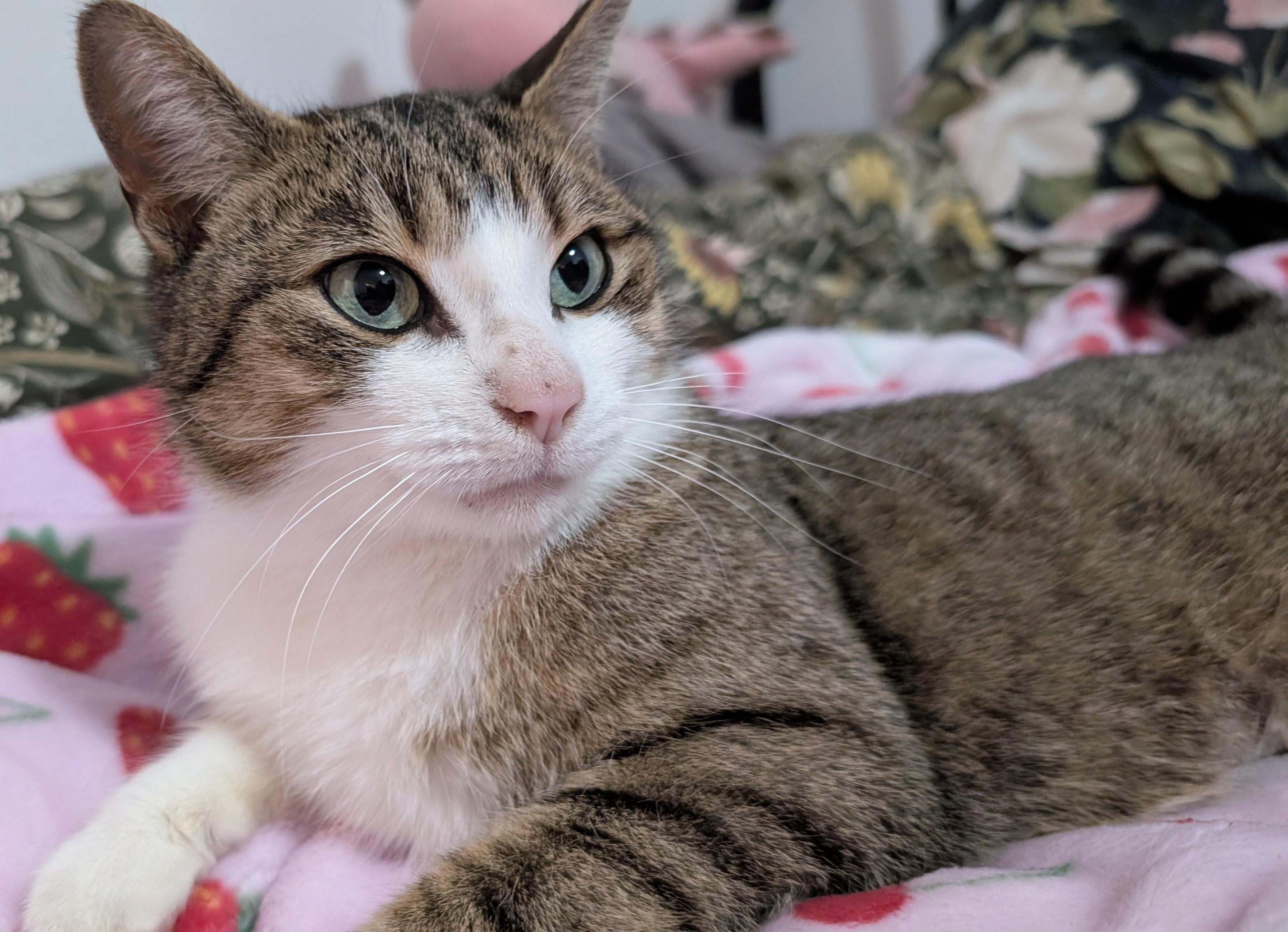 Enlarge Minnow, a ADOPTABLE Tabby in Stoney Creek, ON image 5/5