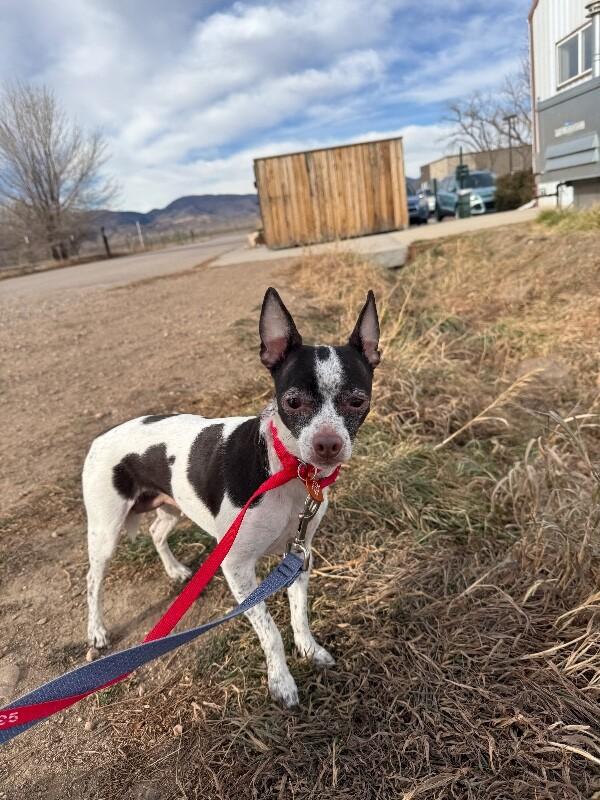 Keffie, Adoptable, Adult Female Chihuahua & Mixed Breed.