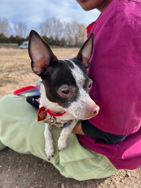 Keffie, a Adoptable mixed breed in Westminster, CO image 3/6