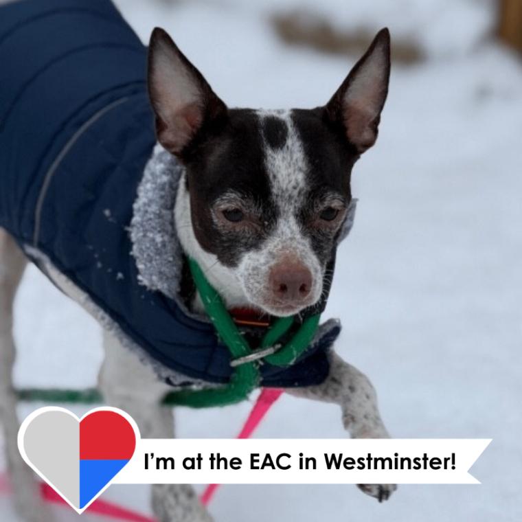 Keffie, a Adoptable mixed breed in Westminster, CO image 2/6