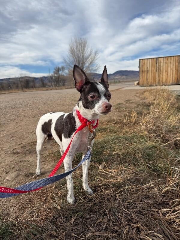 Keffie, a Adoptable mixed breed in Westminster, CO image 4/6