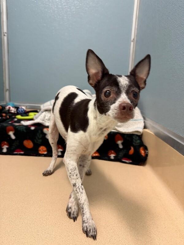 Keffie, a Adoptable mixed breed in Westminster, CO image 6/6