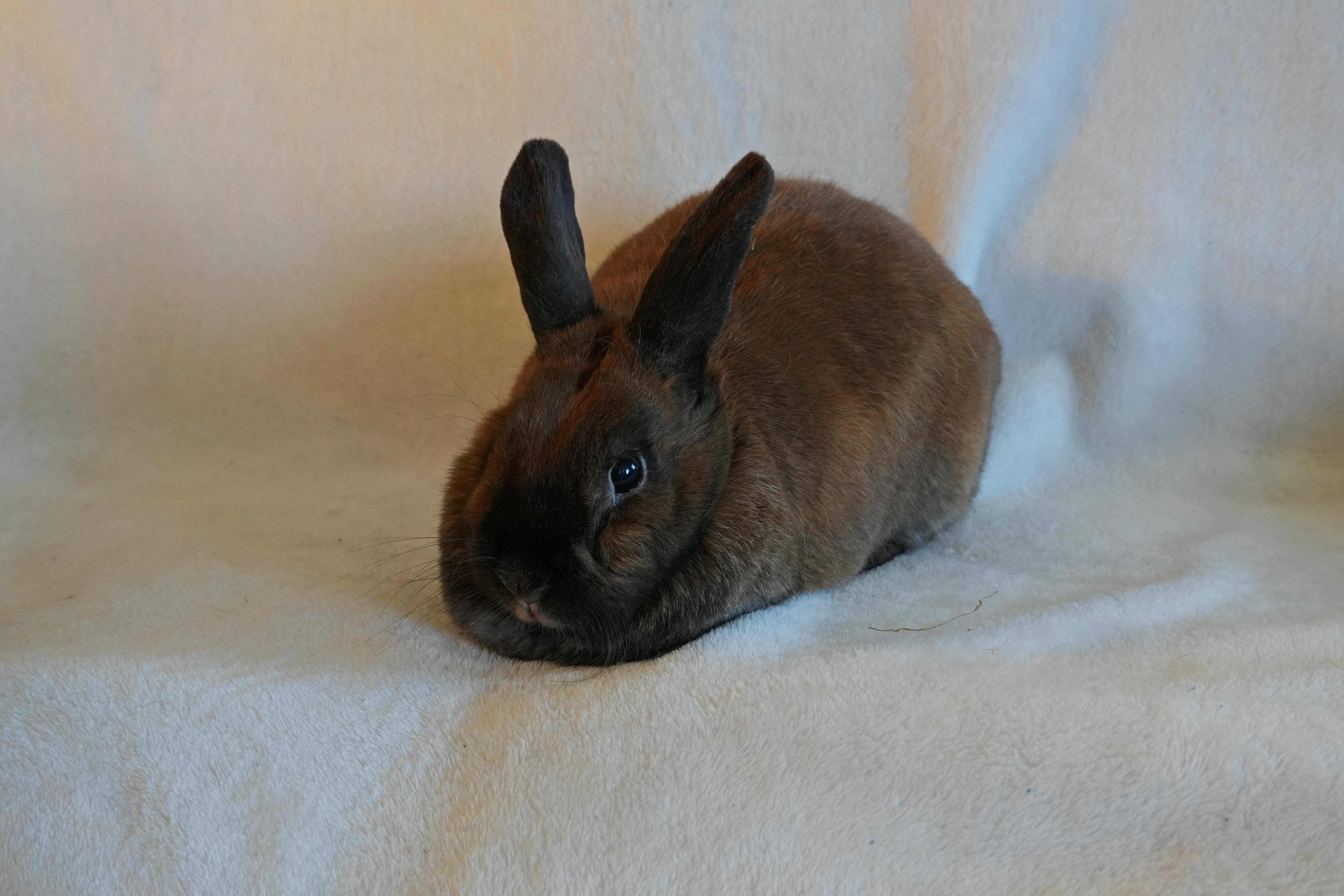 Enlarge Tammy, a ADOPTABLE mixed breed in Garland, TX image 3/3