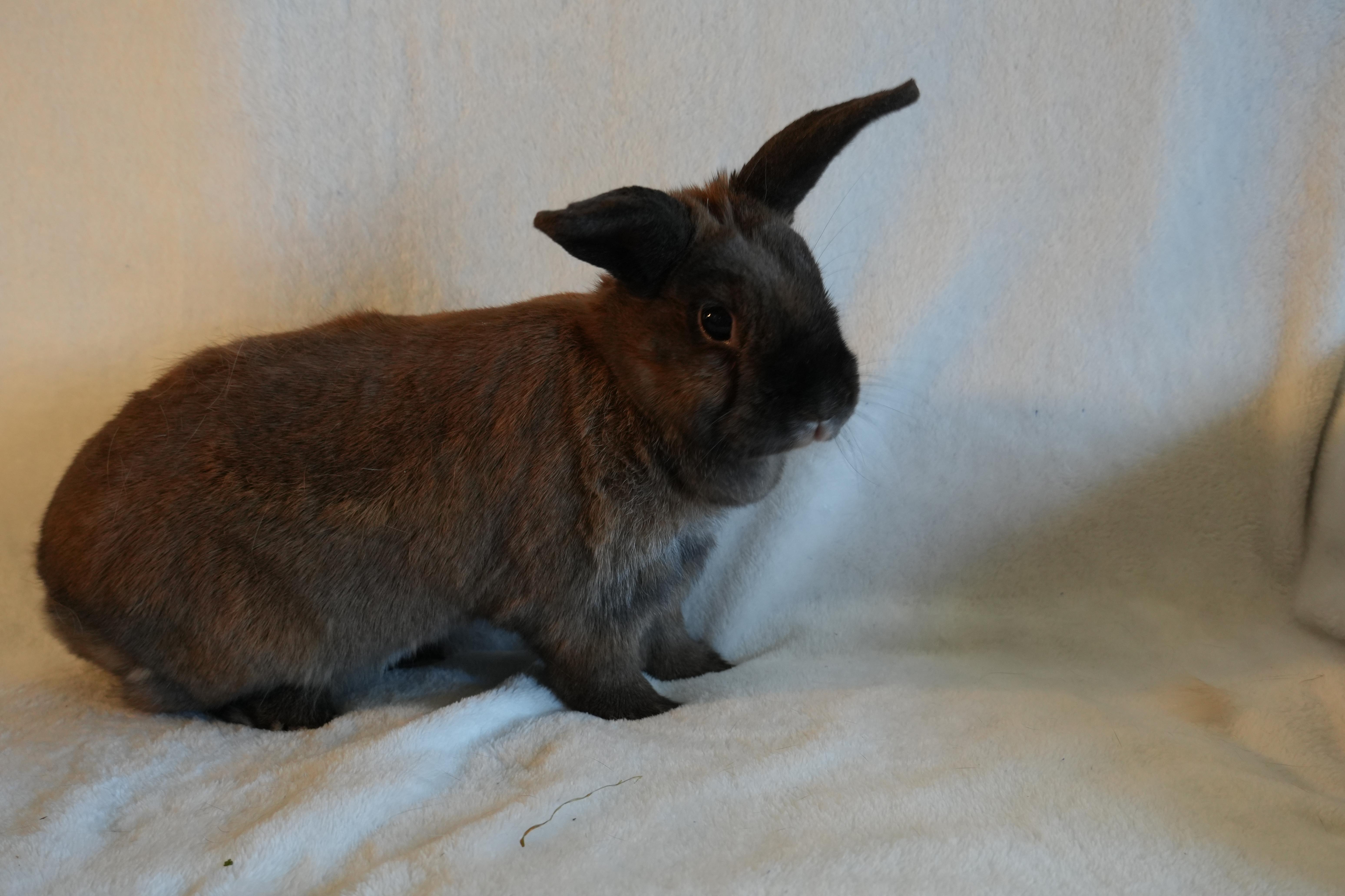 Enlarge Tammy, a ADOPTABLE mixed breed in Garland, TX image 2/3