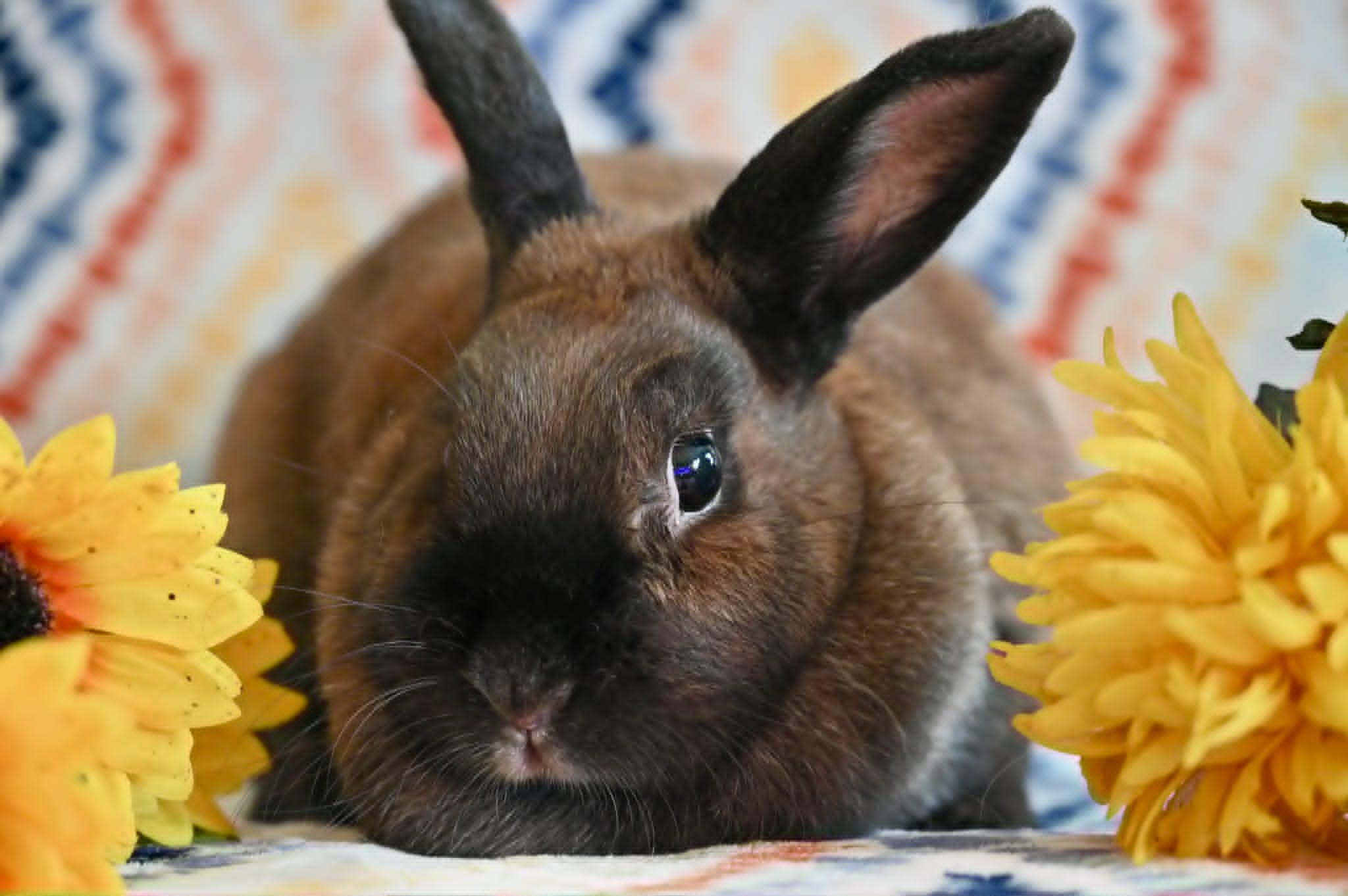 Tammy, an adopted mixed breed in Garland, TX image 1/4