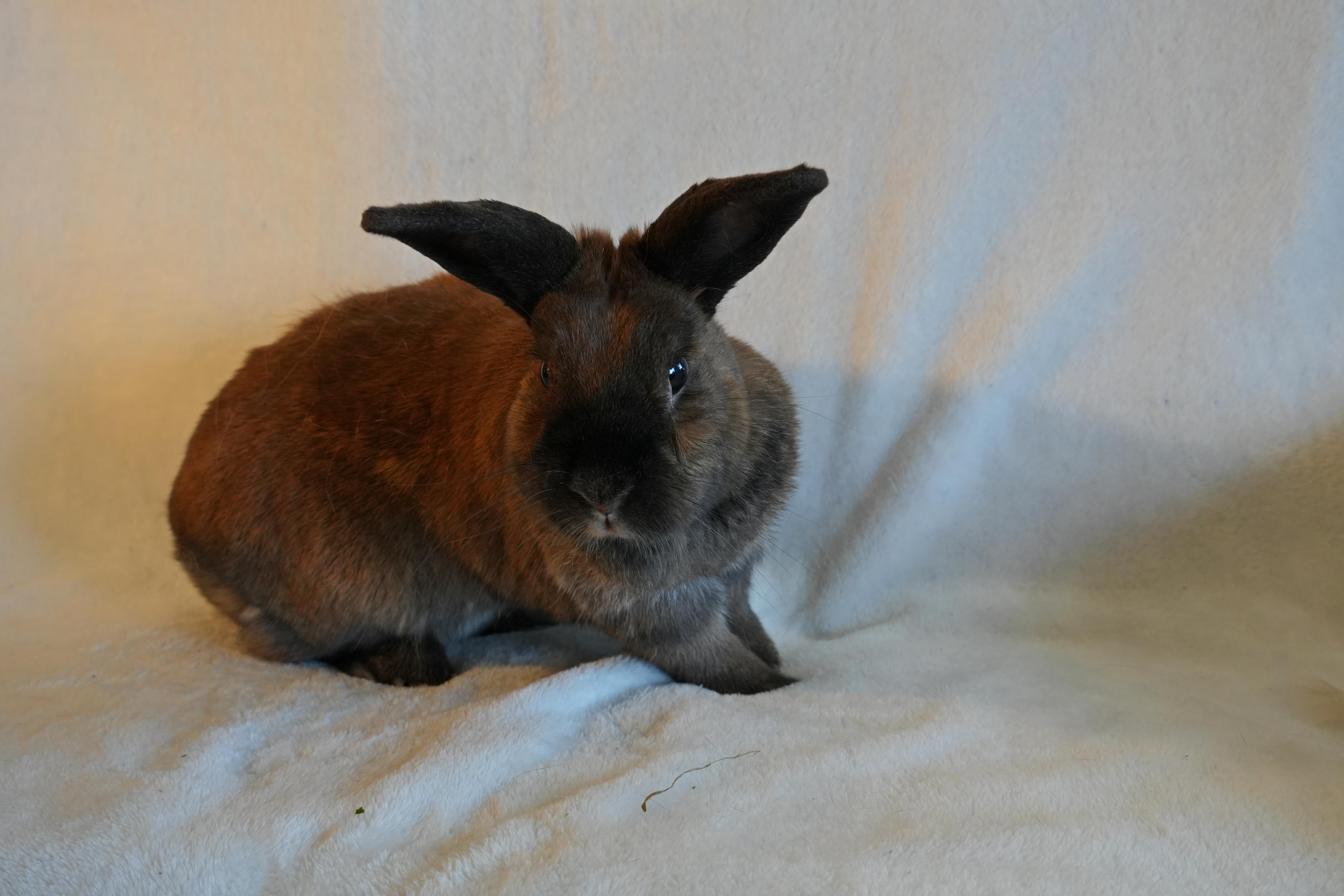 Tammy, ADOPTABLE, Adult Female Bunny Rabbit & Dutch.
